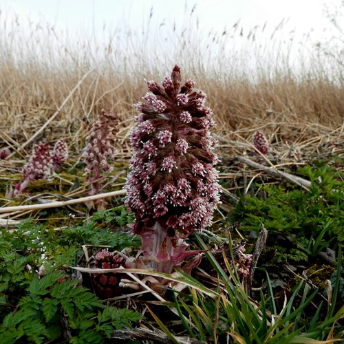 Petasites hybridus [L.]En la Guía-Naturaleza de RikenMon