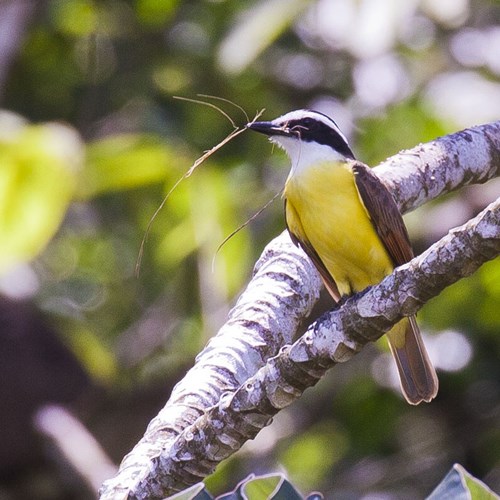 Grote kiskadieop RikenMon's Natuurgids