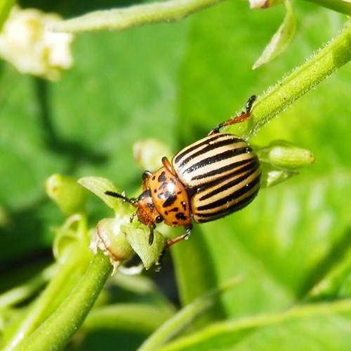 Escarabajo de la patataEn la Guía-Naturaleza de RikenMon