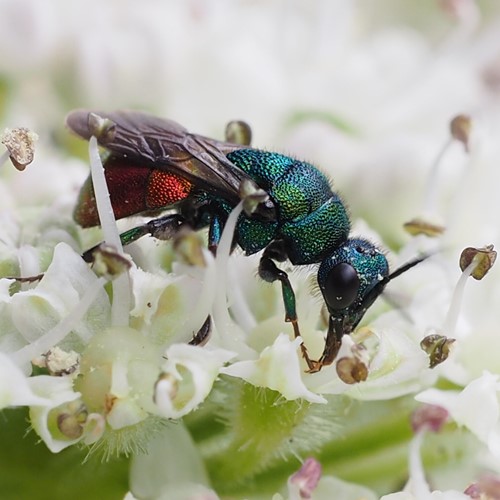 Chrysis ignita [L.]Em Nature-Guide de RikenMon