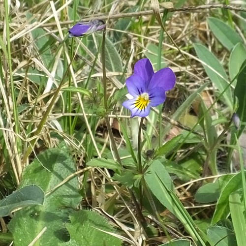 Driekleurig viooltjeop RikenMon's Natuurgids