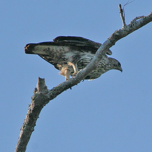 Águila perdiceraEn la Guía-Naturaleza de RikenMon