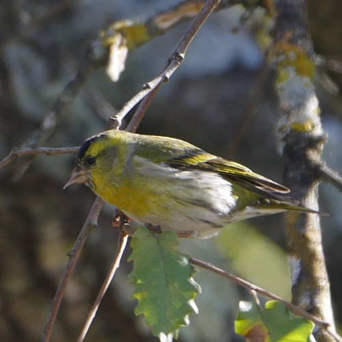 Tarin des aulnesSur le Nature-Guide de RikenMon