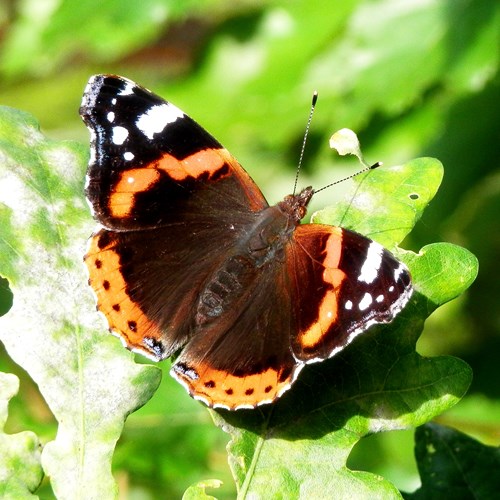 Vanessa atalanta [L.]在RikenMon的自然指南