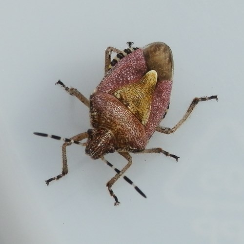 Dolycoris baccarum [L.]En la Guía-Naturaleza de RikenMon