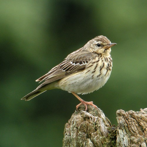 BaumpieperAuf RikenMons Nature-Guide