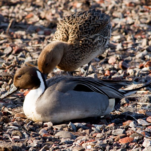 Canard piletSur le Nature-Guide de RikenMon