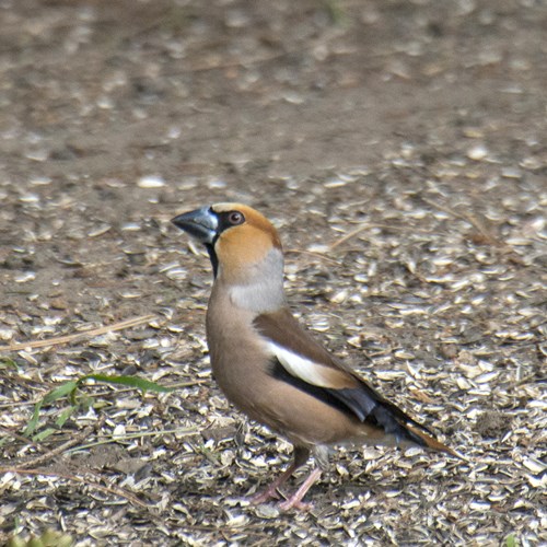 Appelvinkop RikenMon's Natuurgids