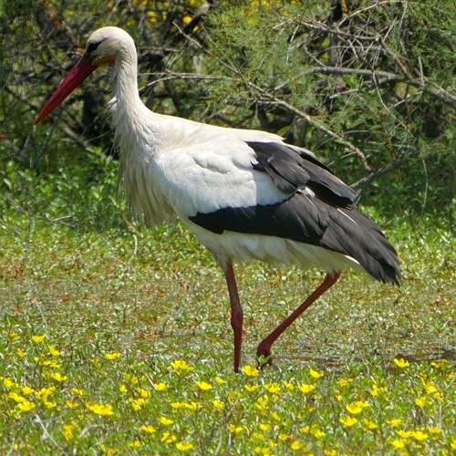 Cicogna biancasu guida naturalistica di RikenMon