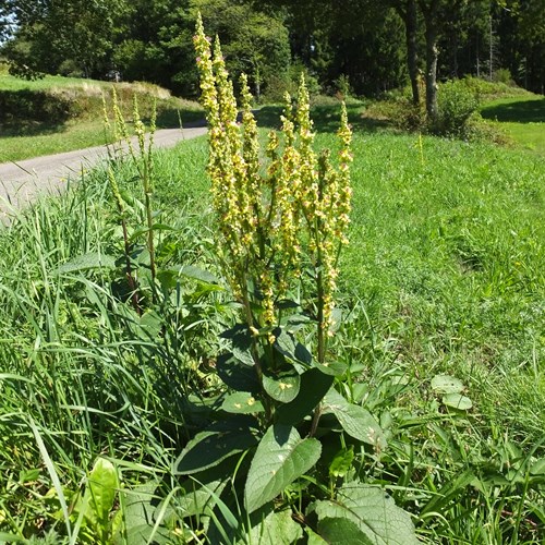 Zwarte toortsop RikenMon's Natuurgids