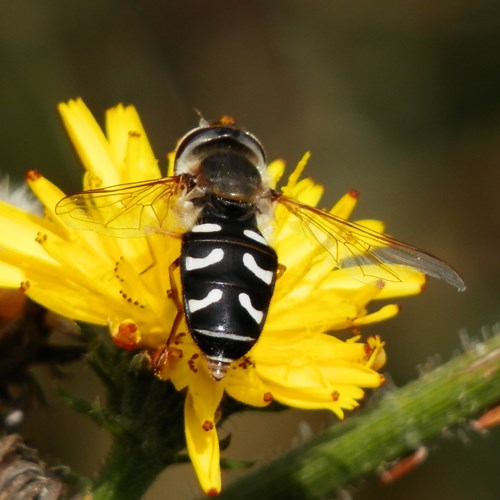 Späte GroßstirnschwebfliegeAuf RikenMons Nature-Guide