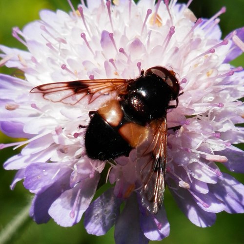 Volucella pellucens [L.]En la Guía-Naturaleza de RikenMon