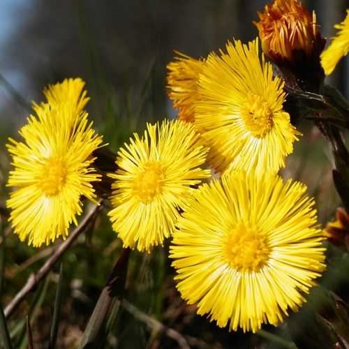 TussilagoEn la Guía-Naturaleza de RikenMon