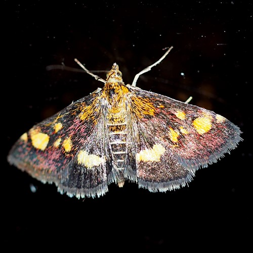 Pyrausta aurata [L.]En la Guía-Naturaleza de RikenMon