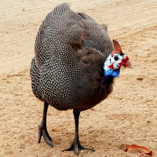 Gallina faraonasu guida naturalistica di RikenMon