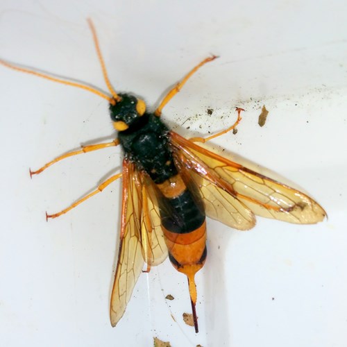 Urocerus gigas [L.]在RikenMon的自然指南