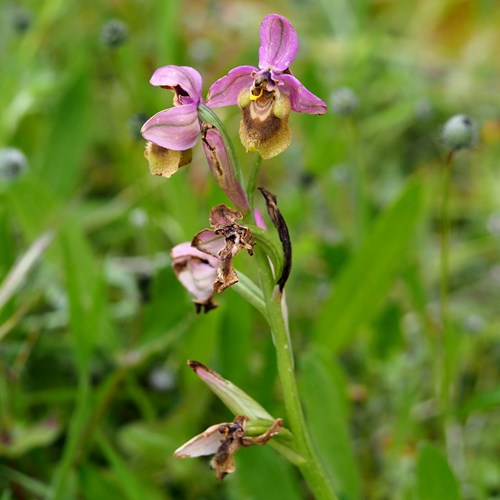 Wolzweverophrysop RikenMon's Natuurgids