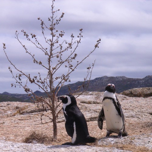 Pinguino del Caposu guida naturalistica di RikenMon