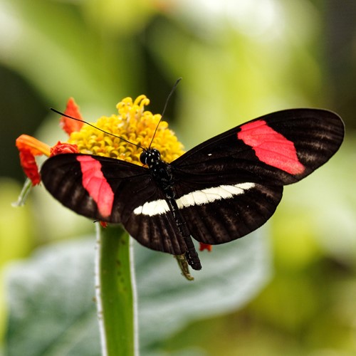 Heliconius erato [L.]op RikenMon's Natuurgids