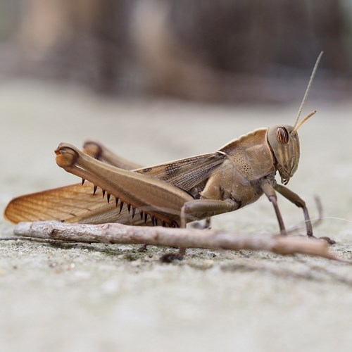 Acanthacris ruficornis [L.]En la Guía-Naturaleza de RikenMon