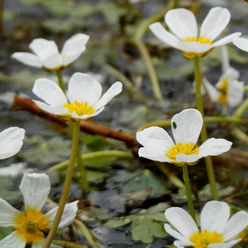 Ranunculus peltatus [L.]在RikenMon的自然指南