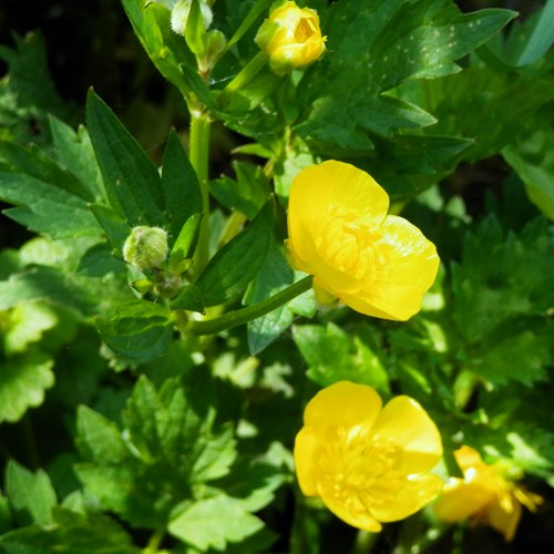 Ranunculus repens [L.]Em Nature-Guide de RikenMon