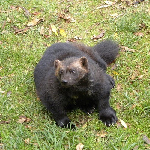 Ghiottonesu guida naturalistica di RikenMon