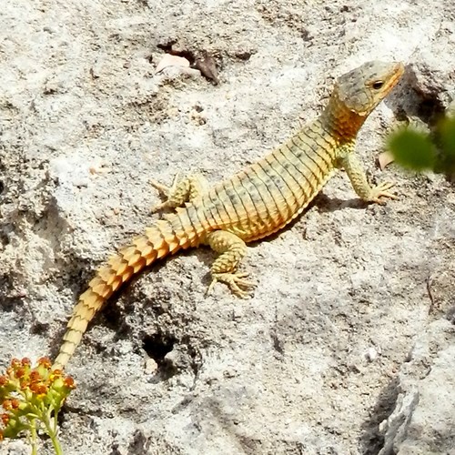 Reuzengordelstaarthagedisop RikenMon's Natuurgids