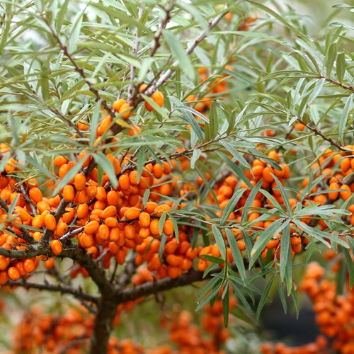 Olivello spinososu guida naturalistica di RikenMon