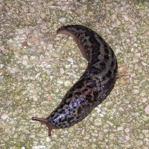 Limax maximus [L.]En la Guía-Naturaleza de RikenMon