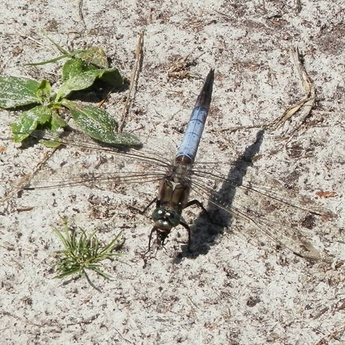 Orthetrum cancellatum [L.]En la Guía-Naturaleza de RikenMon