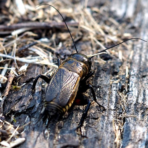 Gryllus campestris [L.]En la Guía-Naturaleza de RikenMon