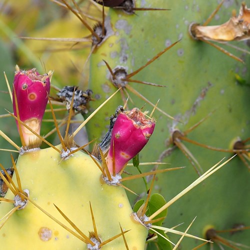 Opuntia ficus-indica [L.]Em Nature-Guide de RikenMon