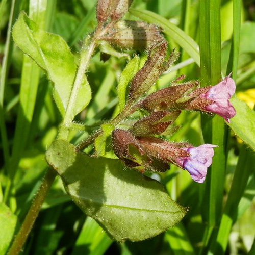 Pulmonaria mollis [L.]su guida naturalistica di RikenMon