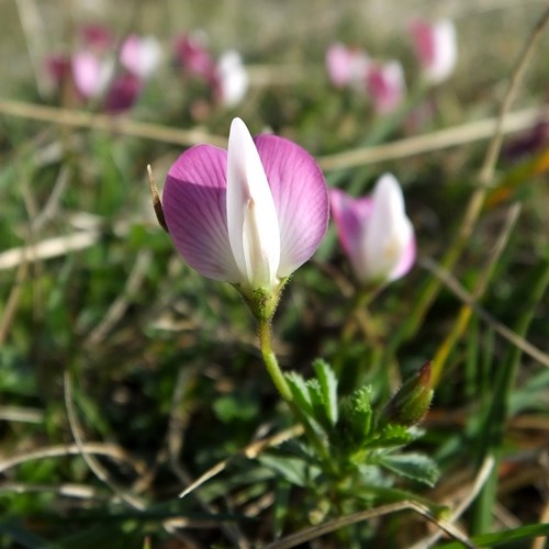 Ononis repens [L.]su guida naturalistica di RikenMon