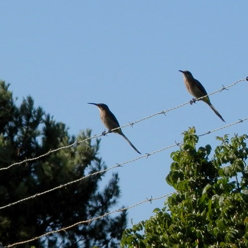 Kaapse suikervogelop RikenMon's Natuurgids