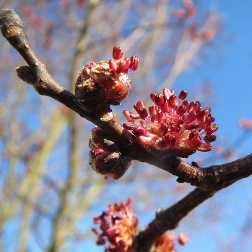 Gladde iepop RikenMon's Natuurgids