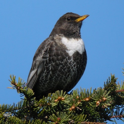 Merlo dal collaresu guida naturalistica di RikenMon