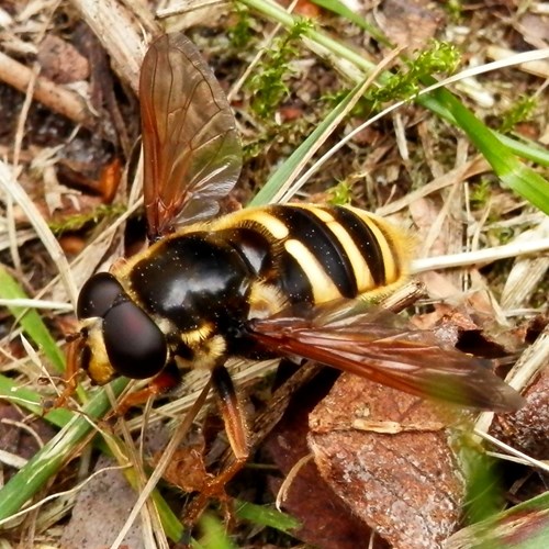 Sericomyia silentis [L.]Sur le Nature-Guide de RikenMon