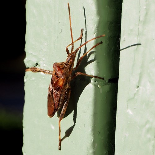 Leptoglossus occidentalis [L.]En la Guía-Naturaleza de RikenMon