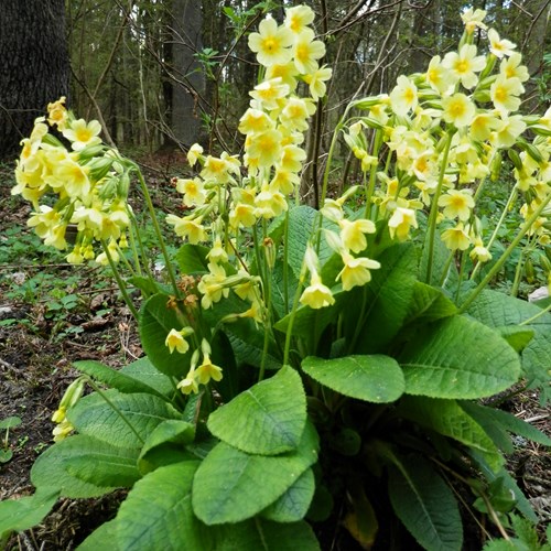 Primula elatior [L.]在RikenMon的自然指南