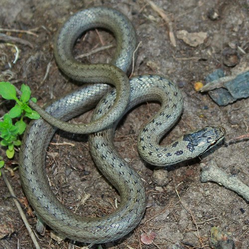 Cobra de focinho altoEm Nature-Guide de RikenMon