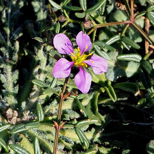 Fagonia cretica [L.]op RikenMon's Natuurgids