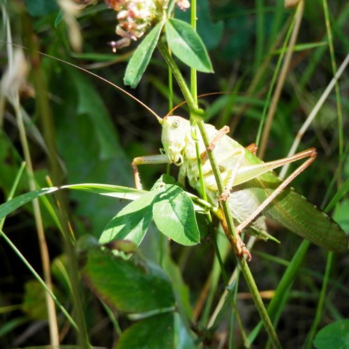 Tettigonia viridissima [L.]在RikenMon的自然指南