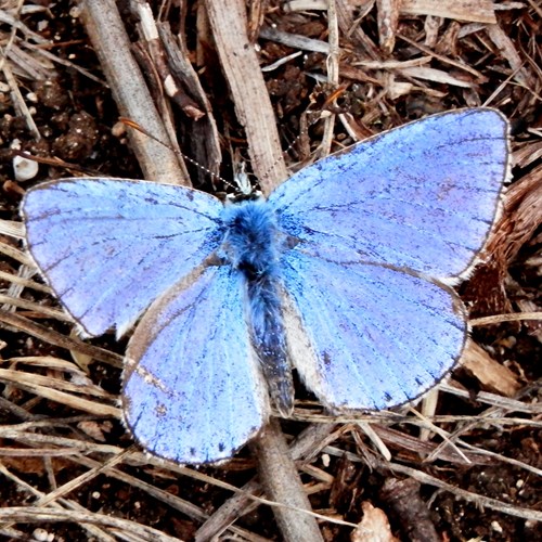 Gentiaanblauwtjeop RikenMon's Natuurgids