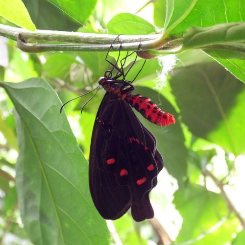 Pachliopta kotzebuea [L.]op RikenMon's Natuurgids