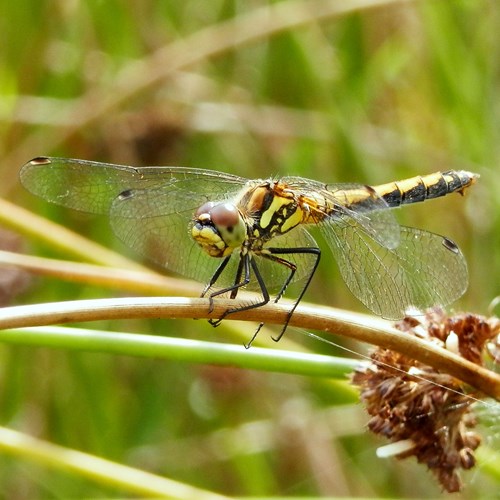 Zwarte heidelibelop RikenMon's Natuurgids