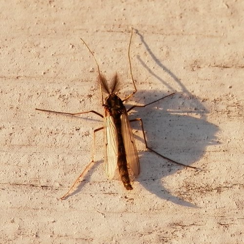 Chironomus plumosus [L.]su guida naturalistica di RikenMon