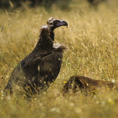 Cinereous vultureon RikenMon's Nature-Guide