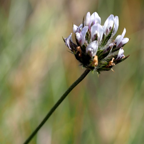 Bituminaria bituminosa [L.]op RikenMon's Natuurgids